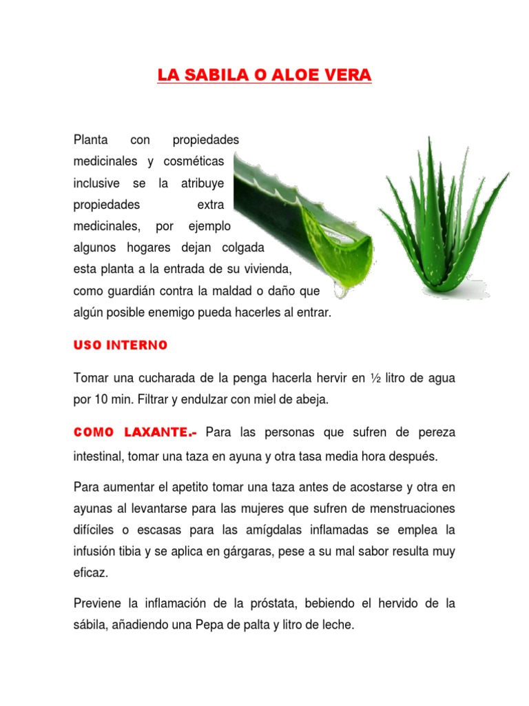 lophantha agave Agave lophantha 'Splendida' main image 0
