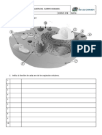 Examen B Tema 1. La Organización Del Cuerpo Humano.