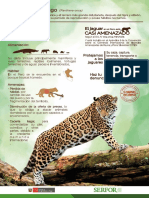 Infografía Jaguar Bajo 1