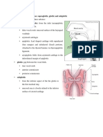 Division of Larynx