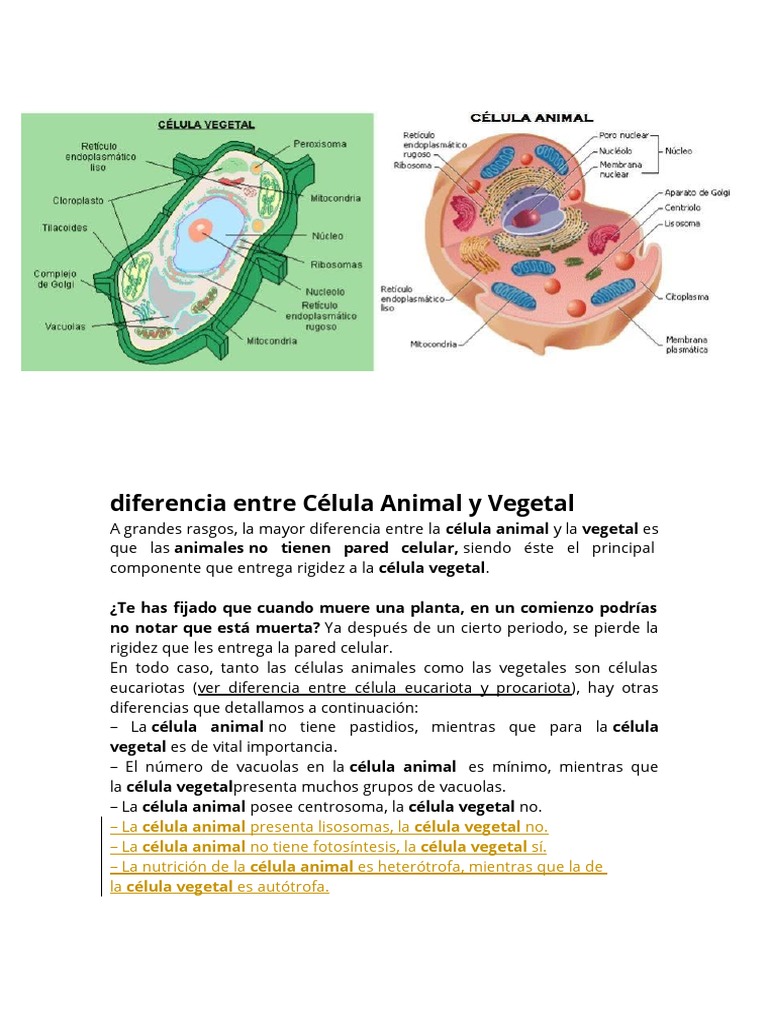 Diferencia Entre Célula Animal y Vegetal