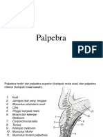 Palpebra