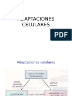 Clase 2. Anatopato - Adaptaciones Celulares