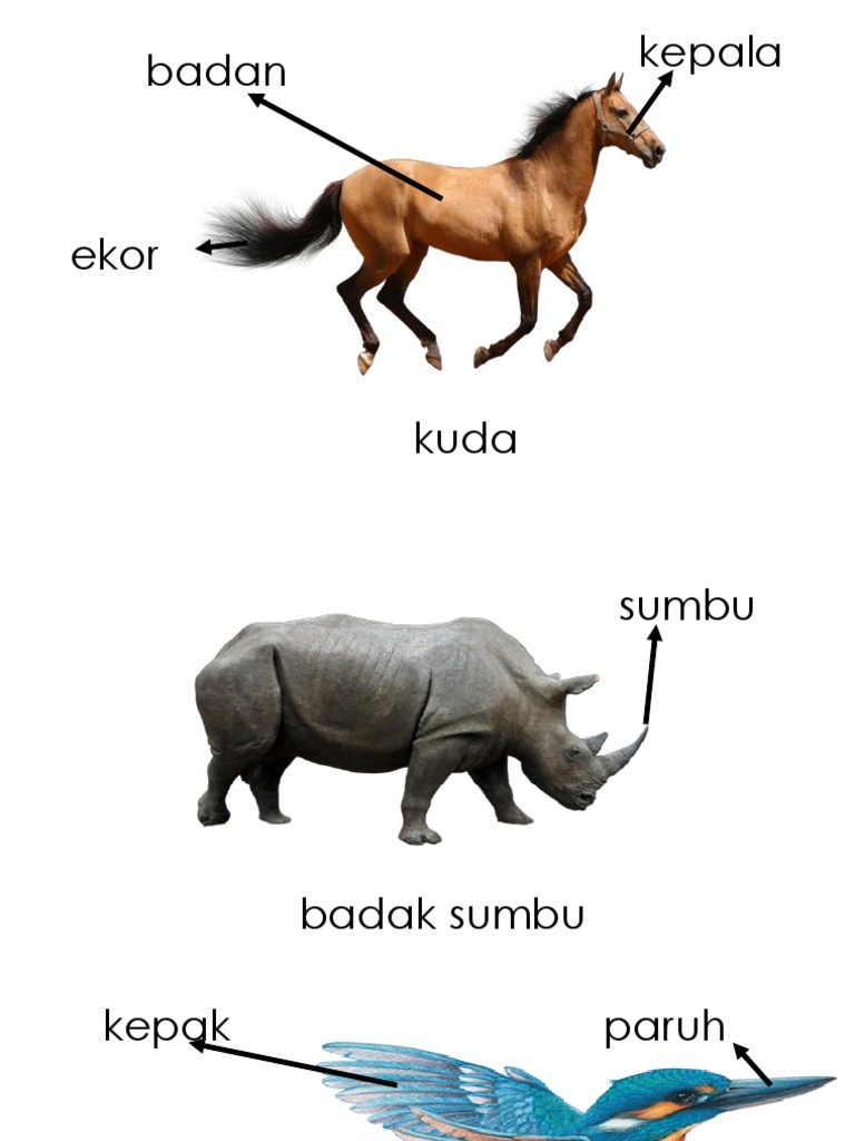 Bahagian Tubuh Haiwan Sains Tahun 1 Pdf