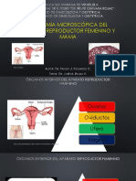 Anatomia Microscopica de Femenino