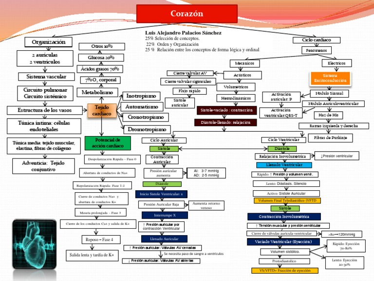 Mapa conceptual Corazon Corazón Anatomía