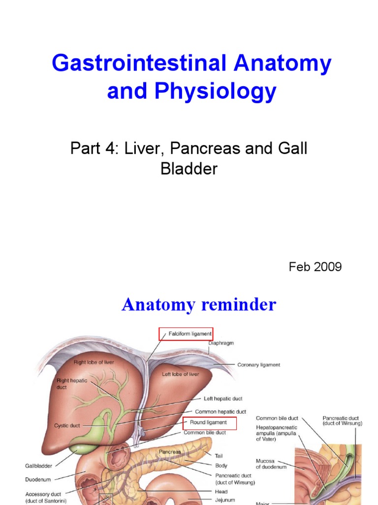 22 GI Accessory Organs10 PDF Liver Bile
