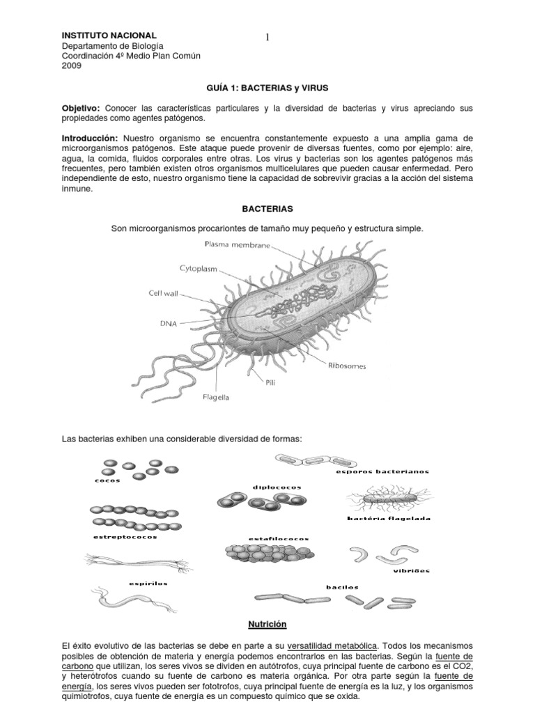 Bacterias y Virus | PDF | Virus | Las bacterias