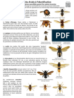 Fiche D'identification Du Frelon Asiatique