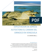 Explotacion de Especie Autoctona Caiman Del Orinoco en Venezuela