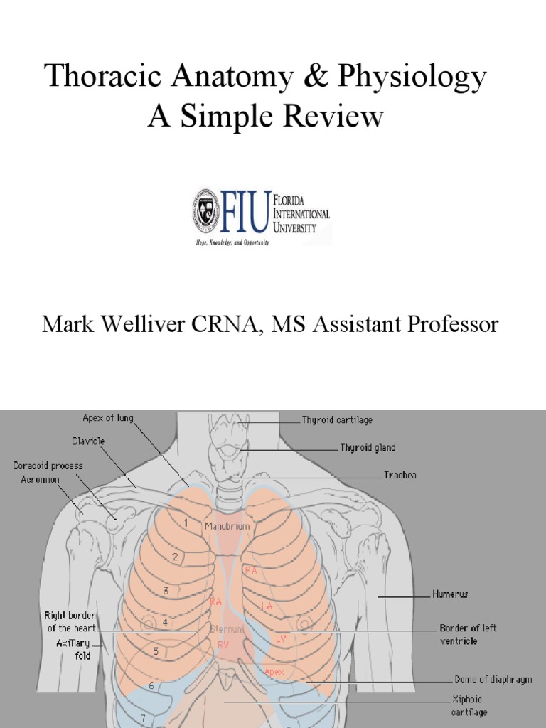 Thoracic Anatomy and Ventilation Dynamics | PDF | Nature | Lung