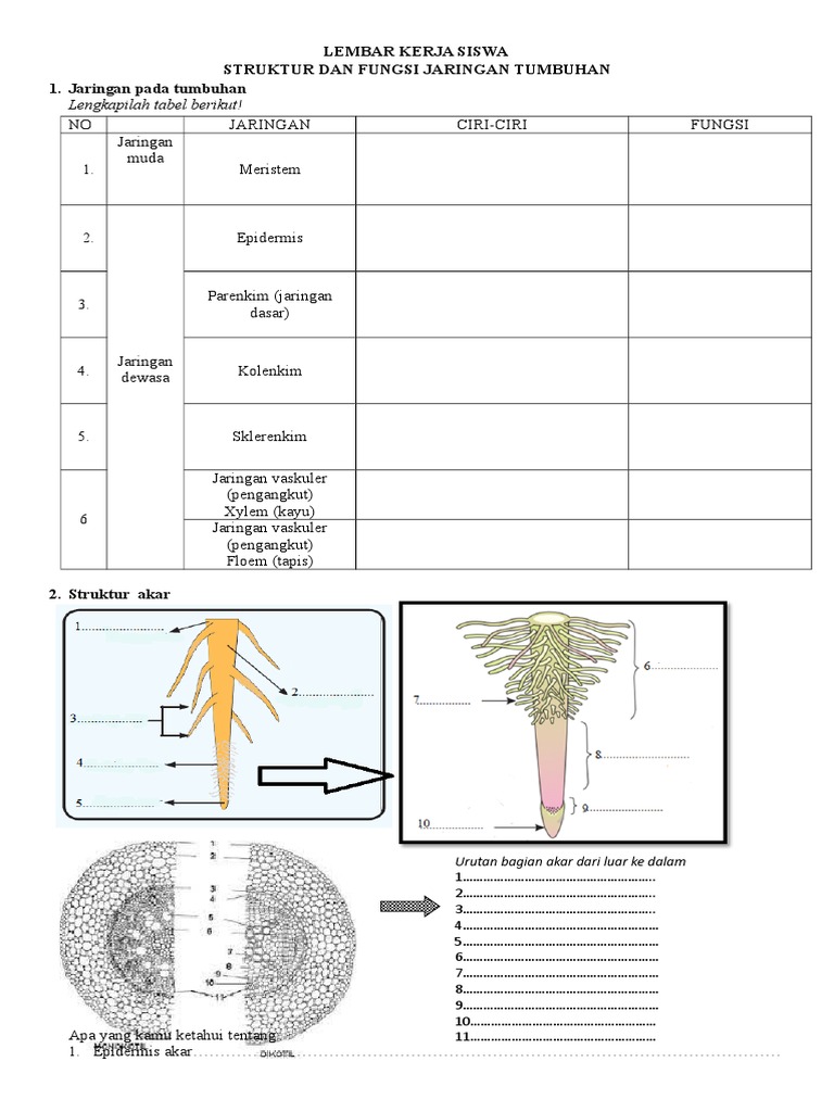 Struktur Dan Fungsi Jaringan Pada Akar - Blog Spots