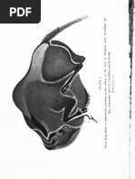 Fossil Man Obermaier