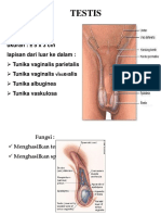 HIPOSPADIA PENIS