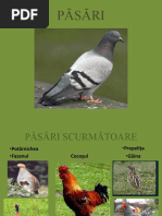 2 Pasari