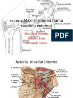 Arteria Maxilar Interna