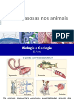 43 Trocas Gasosas Nas Animais