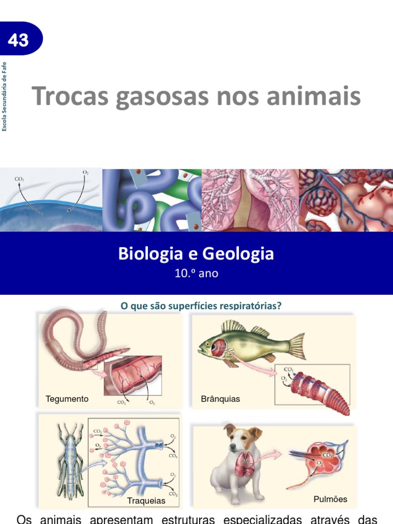 Trocas Gasosas nos Animais | PDF | Respiração | Brânquia