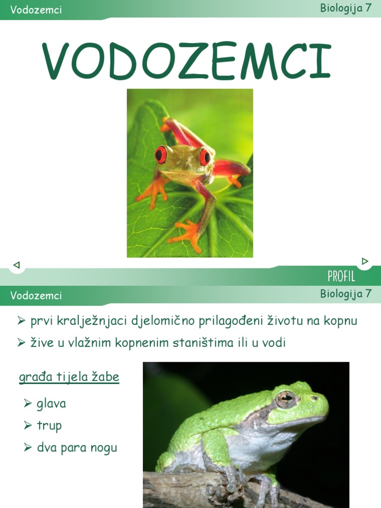25 Vodozemci | PDF