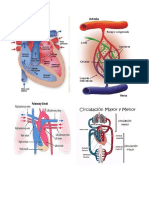 Mapas de Cardiovascular y Pancreas