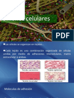 Adhesión celular.pdf