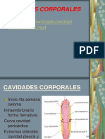 Cavidades Corporales Mesenterios y Diafragma