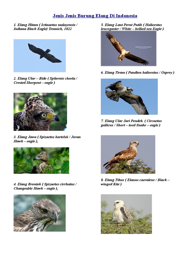 78 Gambar Burung Elang Di Indonesia Paling Hist Gambar Pixabay