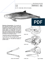 Orcaella Brevirostris (Gray, 1866) : Delph Orcae 1 Ird