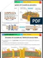 07_Envolturas_celulares_-_Citoplasma.ppt