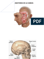 Anatomia de La Cara