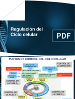 Regulación del Ciclo celular 1 y 2.pdf