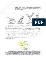 Evolution of Bipedalism in Early Humans