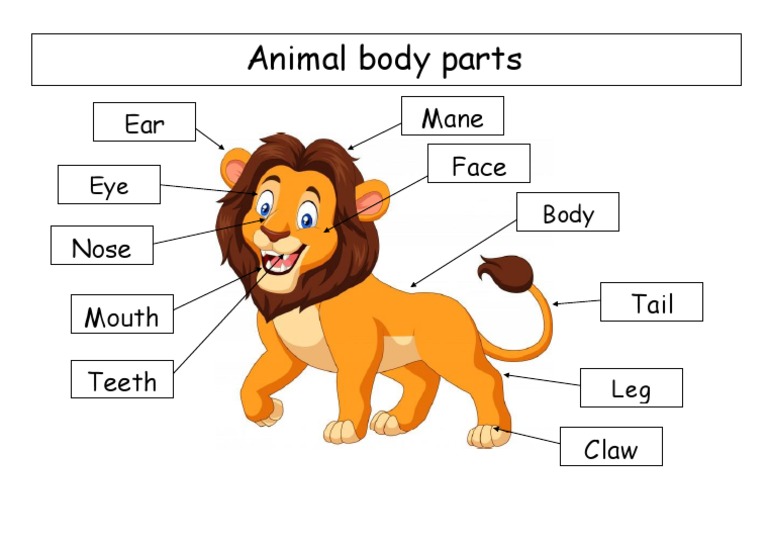 Animal Body Parts Lion esl