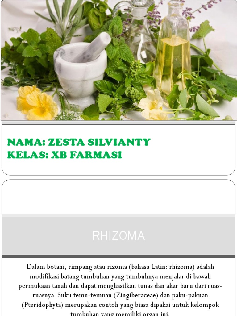 Manfaat dan Jenis Rimpang Tumbuhan Obat | PDF | Memasak, Makanan, & Anggur