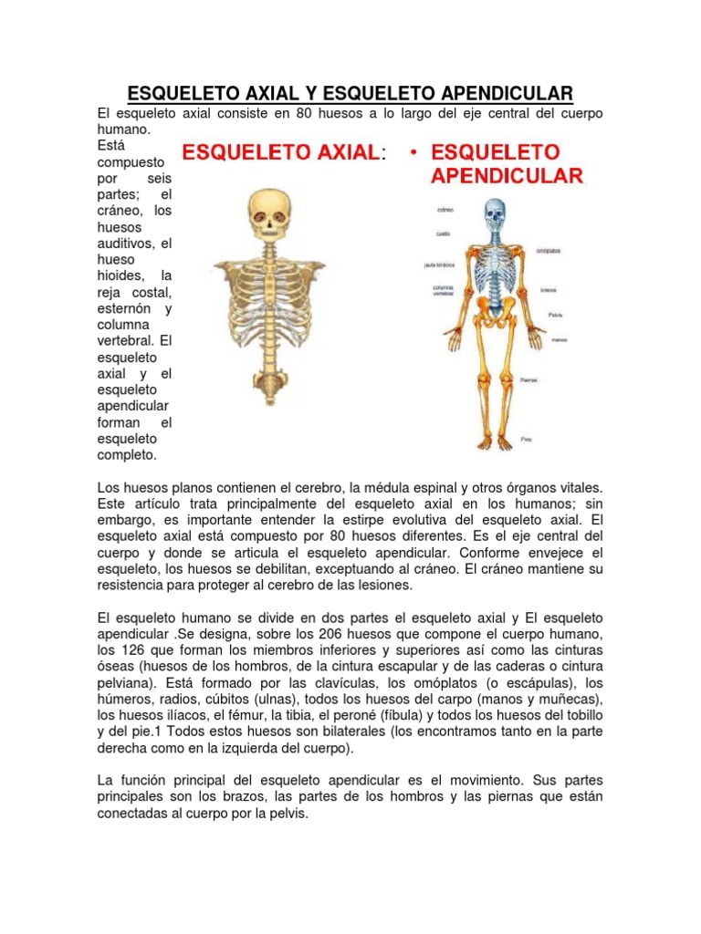 Esqueleto Axial y Esqueleto Apendicular Parto Músculo