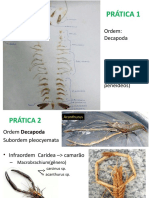 Práticas Invertebrados - Crustáceos  