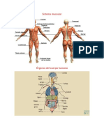 Sistema muscular.docx