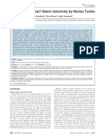 Debris Selectivity by Marine Turtles