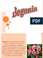 Begonia.pptx