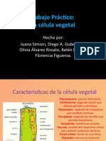 La Celula Vegetal (2) 7a
