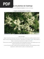 Lista de Plantas Da Caatinga