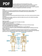 Que Es Sistema Óseo