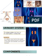 Diapositivas de Sistema Urinario