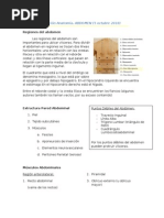 Download Abdomen by Gabriela Fandez Lillo SN40036412 doc pdf