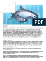 Vaquita (Phocoena Sinus) : Description