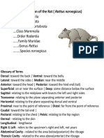 The Classification of The Rat (Rattus Norvegicus)