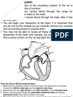 Rat Circulatory System