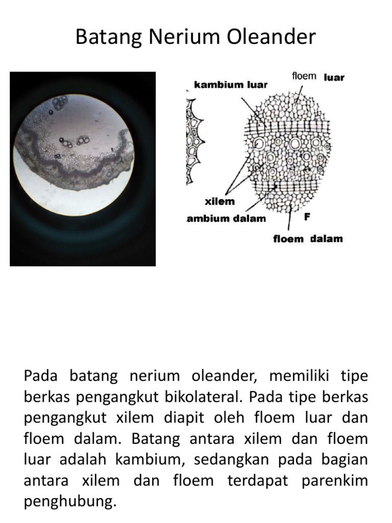 Batang Nerium Oleander Pptx