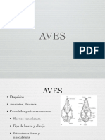 Aves PDF