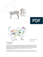 Los Chakras Animales